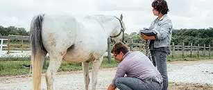 Formation en kinésiologie animale